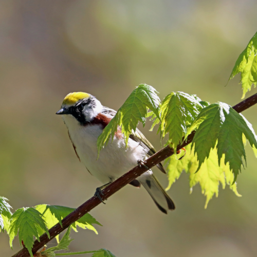 Chestnut Sided Warbler In Maple Tree