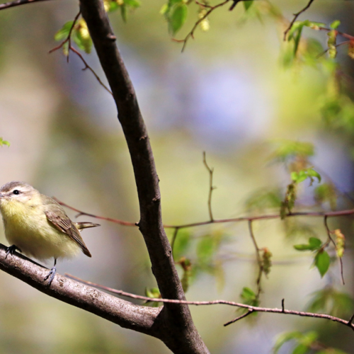Philadelphia Vireo