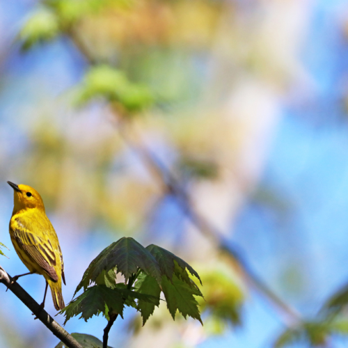 Yellow Warbler In Maple Tree