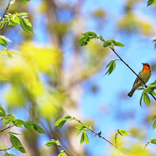 Orange Throat