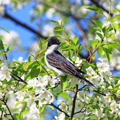 Eastern Kingbird and White Blossoms