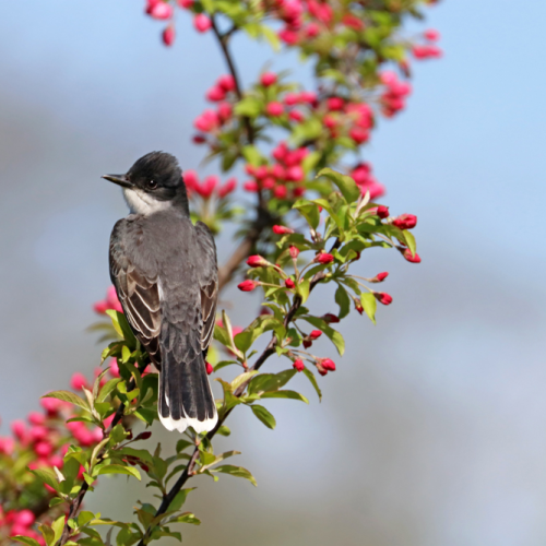 Kingbird And Pink Blossom Buds