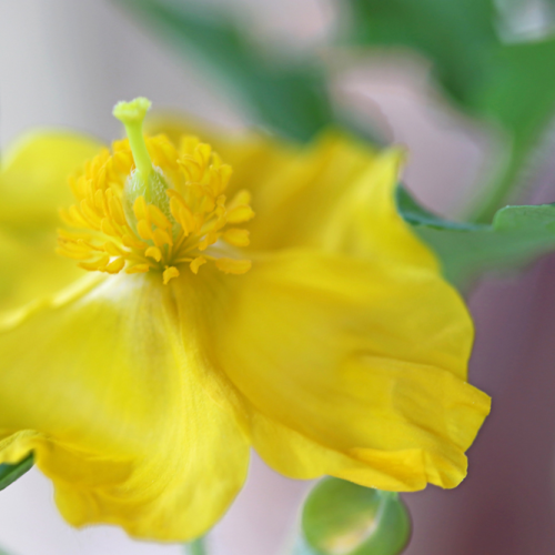 Wood Poppy