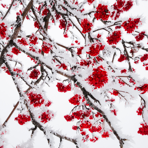 Frozen berries