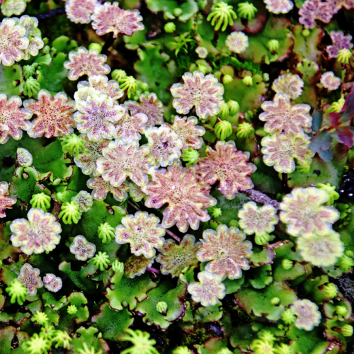 Liverwort