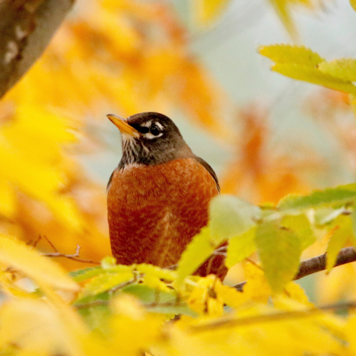 Autumn Robin
