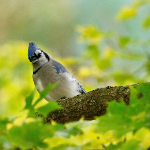 Blue Jay