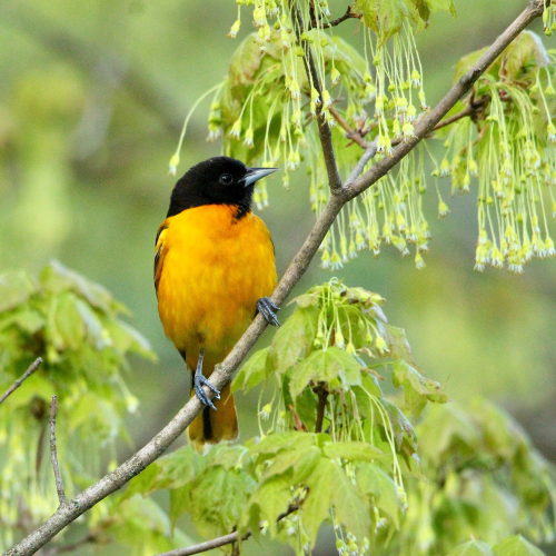 Baltimore Oriole