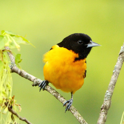 Baltimore Oriole