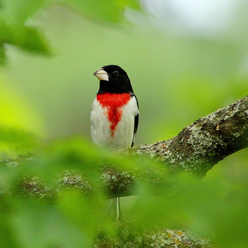 Rose-breasted Grosbeak
