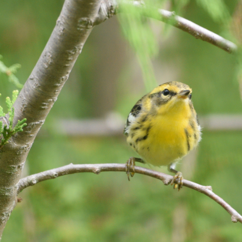 Blackburnian Warbler