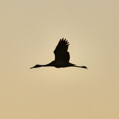 Sandhill Crane at dusk