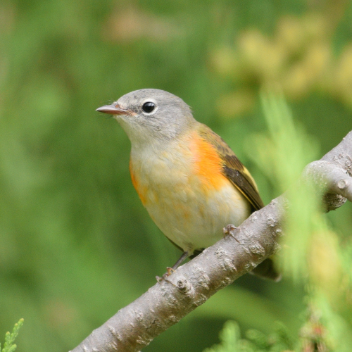American Redstart
