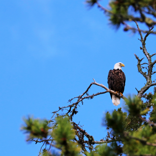 Bald Eagle Looking Regal