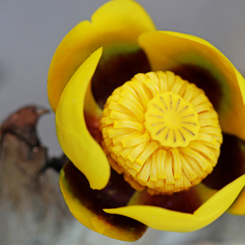 Bullhead Lily