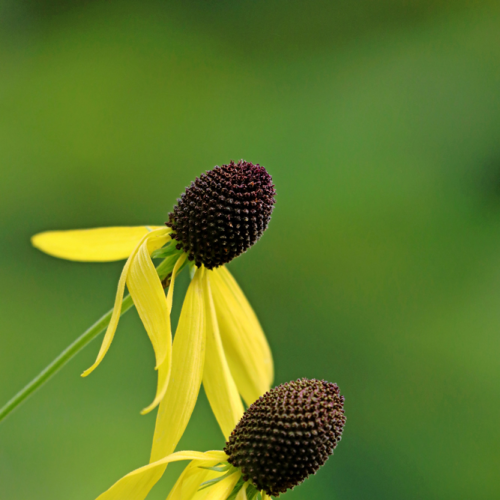 Great Coneflower