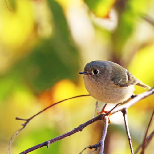 Ruby Crowned Kinglet In Morning Sun 