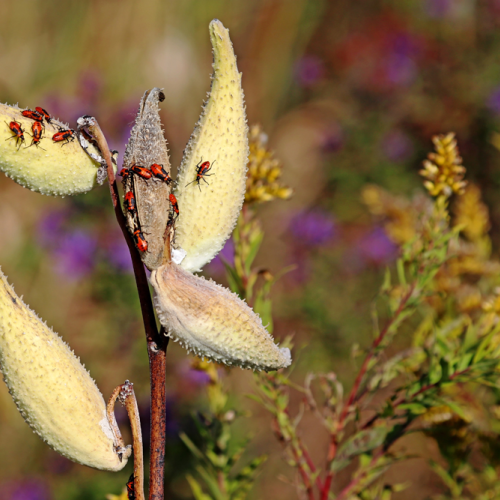 Milkweed Bugs