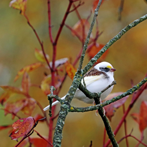 Leucistic White Throated Sparrow I