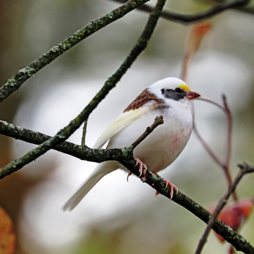 Leucistic White Throated Sparrow II