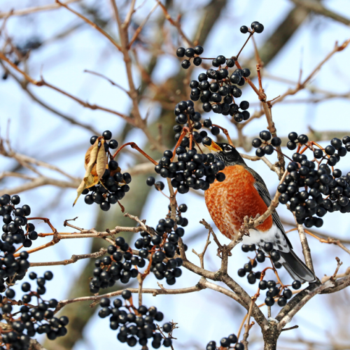 Tasty Blue Berries For Robin