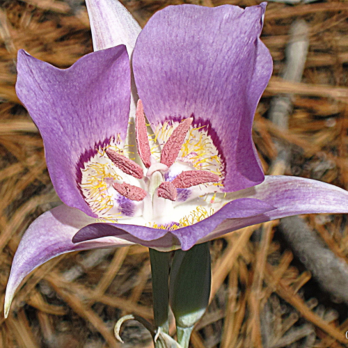 Mariposa lily (Calochortus macrocarpus Douglas var. macrocarpus)