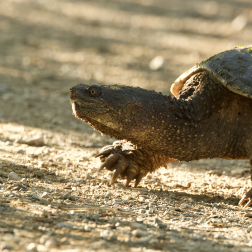 Snapping Turtle