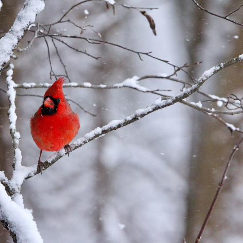 Bright Spot On A Dull Day