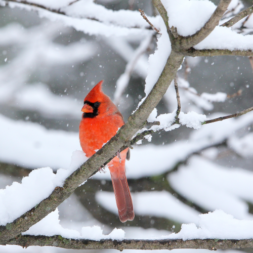 Male Northern Cardinal