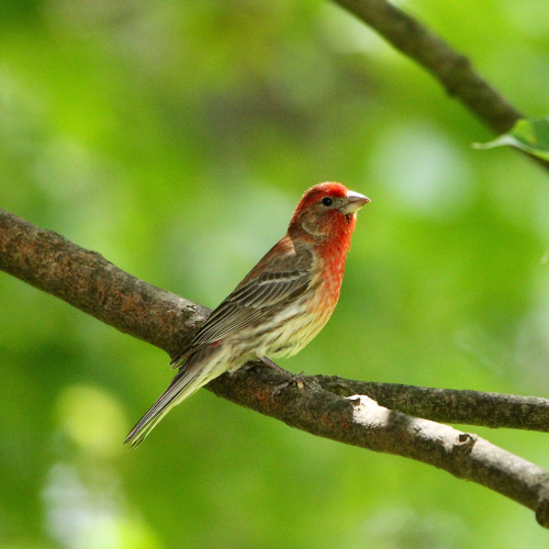 Male House Finch