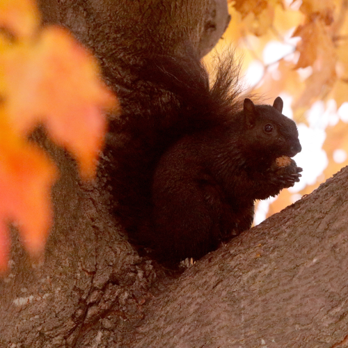 Autumn Squirrel