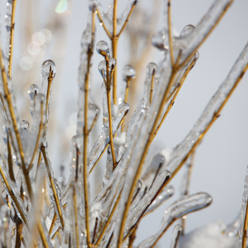 Icy sticks