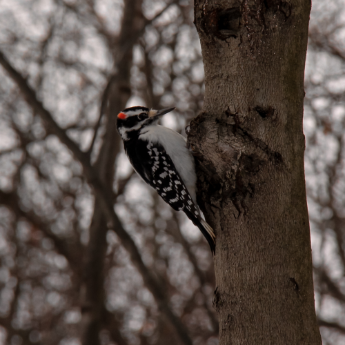 Hairy woodpecker in search of food 