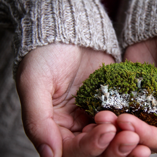 The interaction of plants and humans