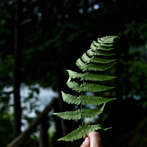 The interaction of plants and humans