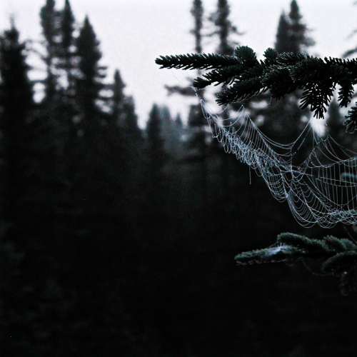 Spider web catches morning due 