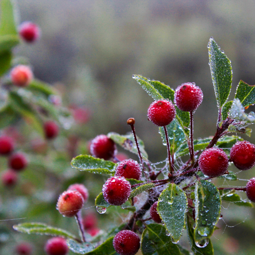 Morning due on berries