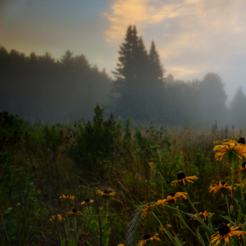 Morning misty sunrise