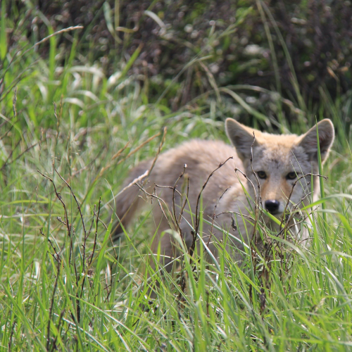 Coyote peers through the grass