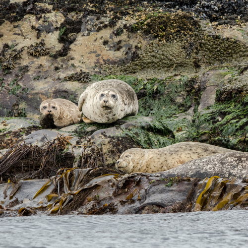 Six Seals