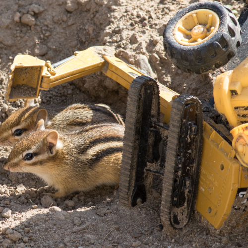 Young Chipmunks
