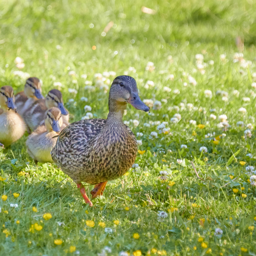 We are all walking in a row