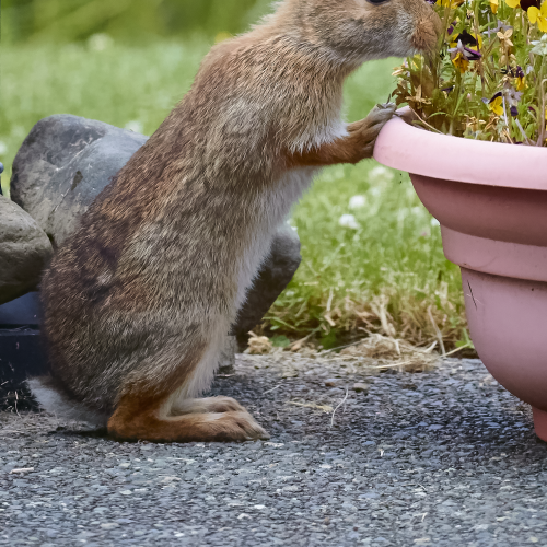 Just smelling the flowers