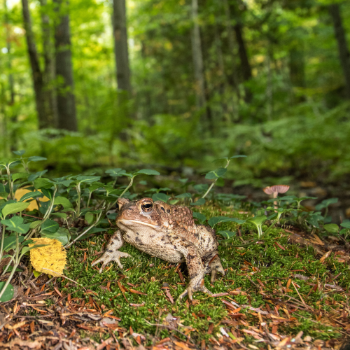 Toadally Awesome!