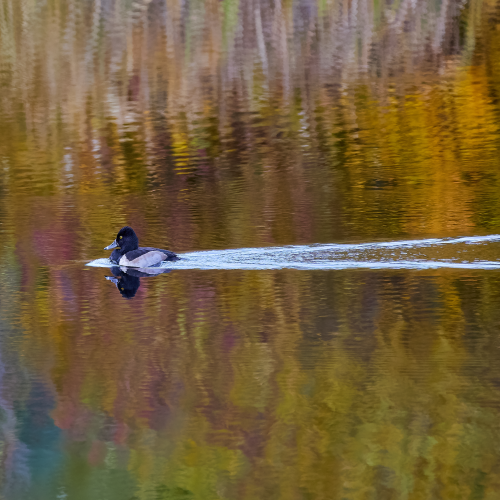 Fall colours