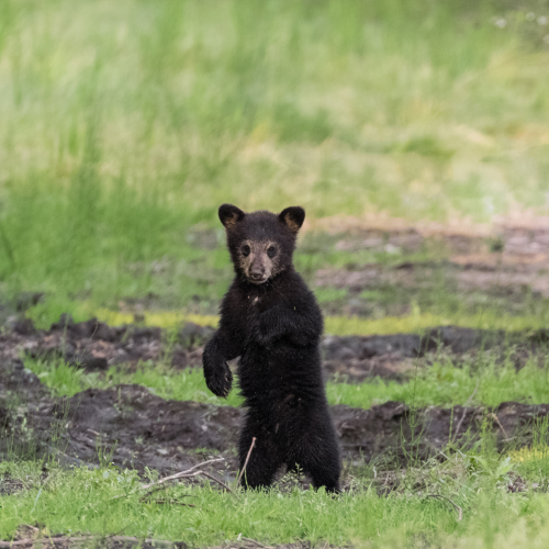 Curious Cub