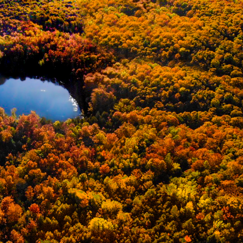 Nature's Eye