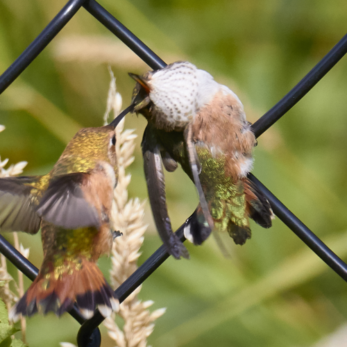 Upside down feeding
