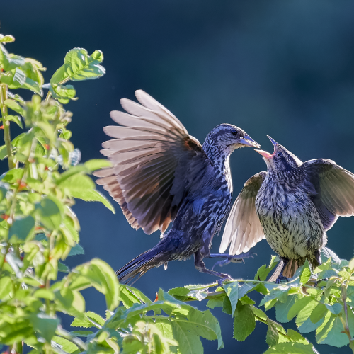 Feeding time