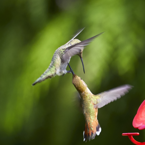 Stay away from my feeder